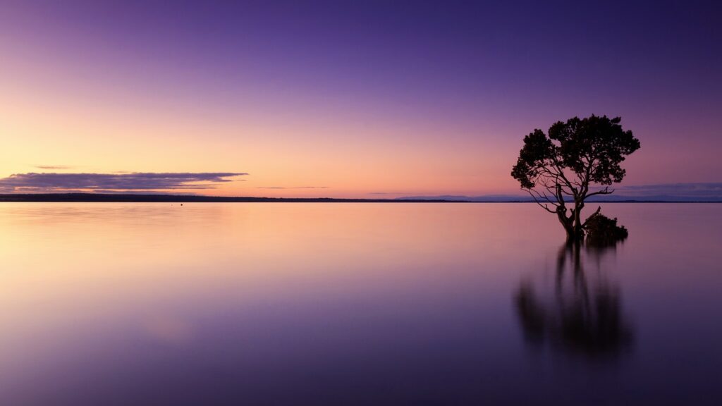 sunset, tree, water